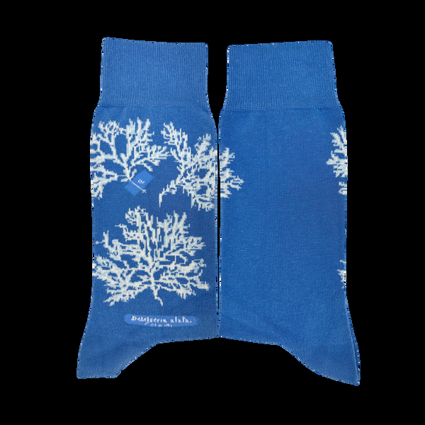 Musearta New York Library - Anna Atkins - Delesseria Alata im Angebot